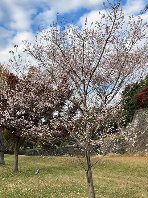 乾通り冬桜fixed