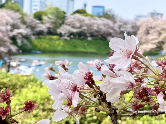 千鳥ヶ淵の桜1