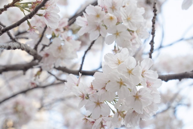 桜（イメージ）