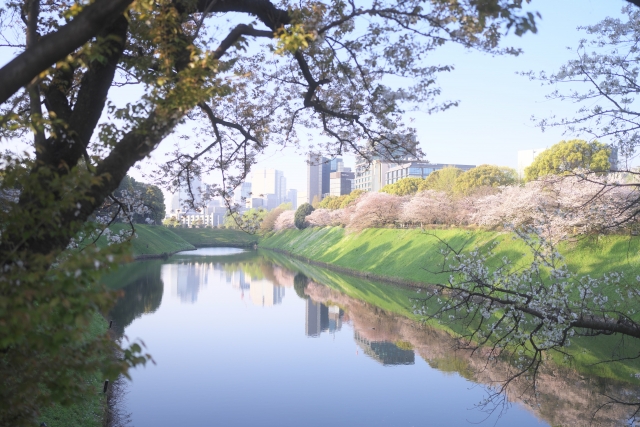 千鳥ヶ淵の桜3