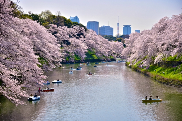 千鳥ヶ淵の桜2