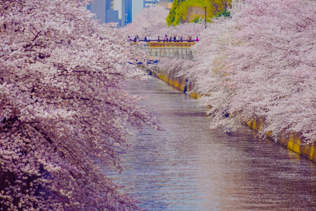 目黒川sakura