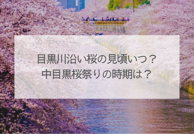 目黒川の桜はいつ見頃？中目黒桜祭りの時期は？