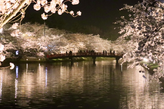 hirosaki-sakura3