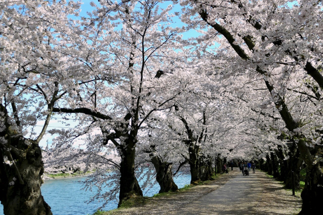 hirosaki-sakura5