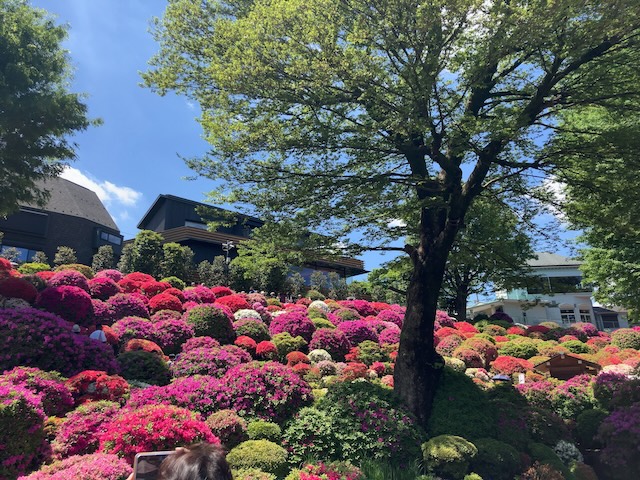  根津神社　つつじ