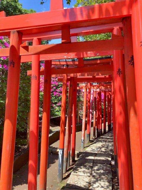 根津神社　つつじ祭り　千本鳥居