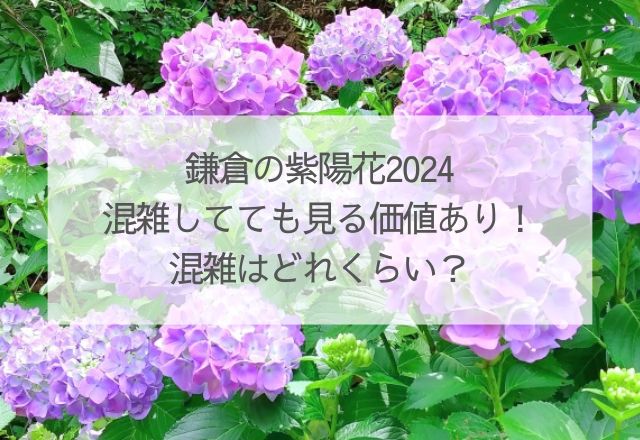 鎌倉　紫陽花2024 混雑